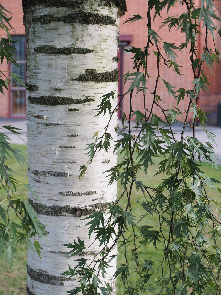 Береза плакучая Лациниата