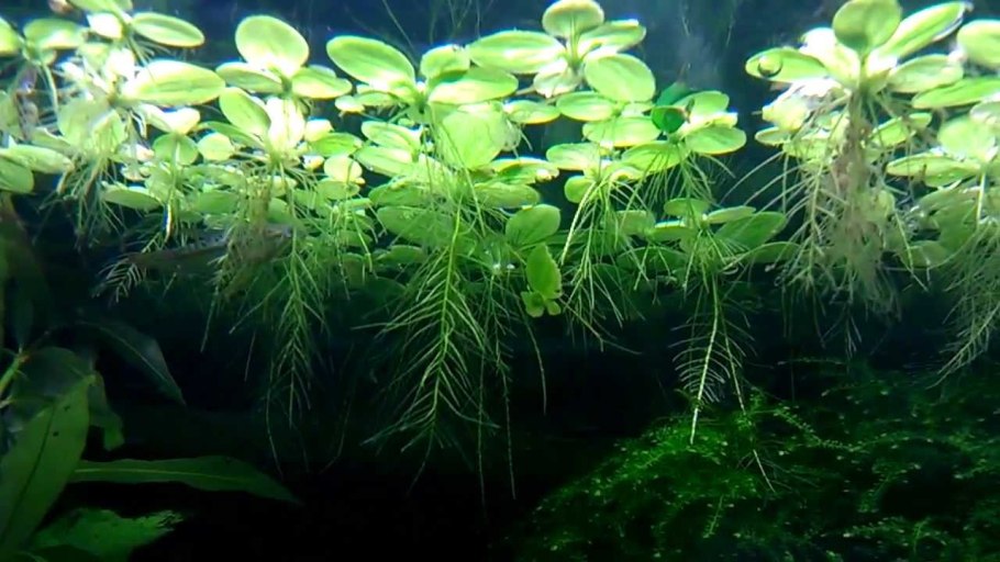Водяной папоротник Сальвиния