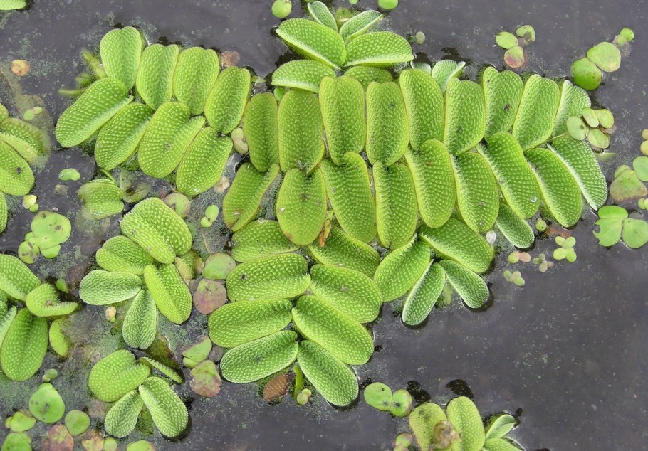 Клобучковая Salvinia cucullata