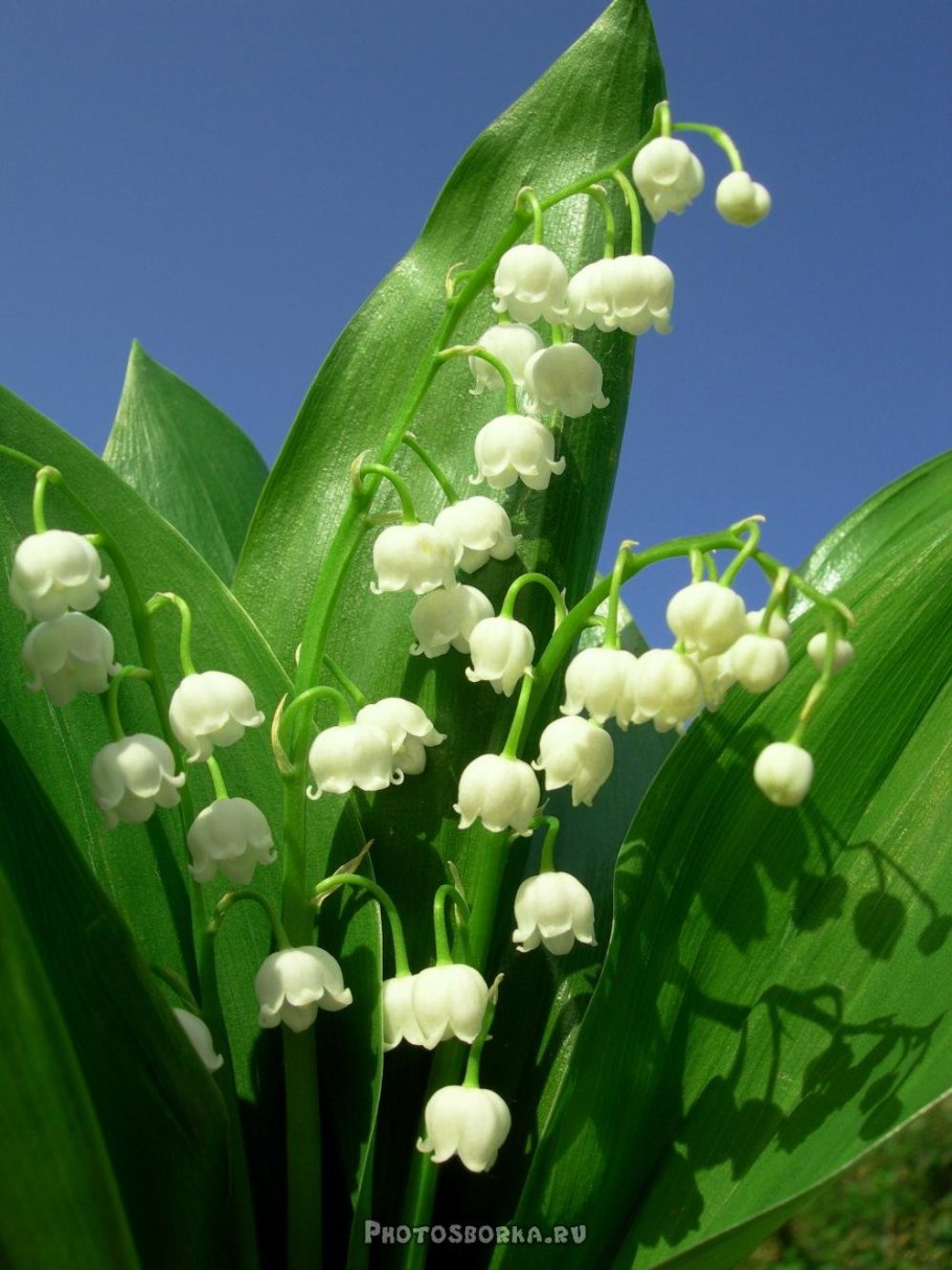 Ландыш Майский Майский