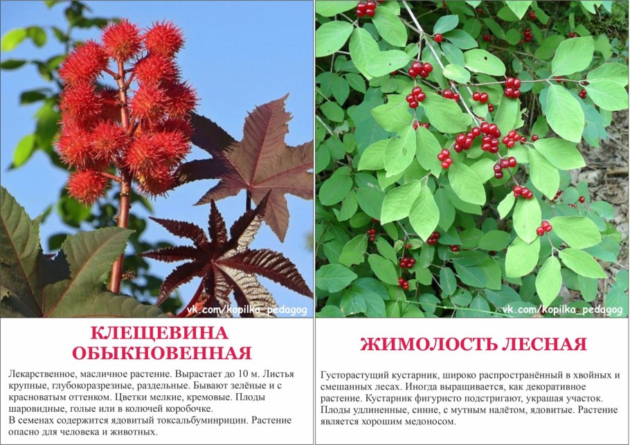 Опасные растения России