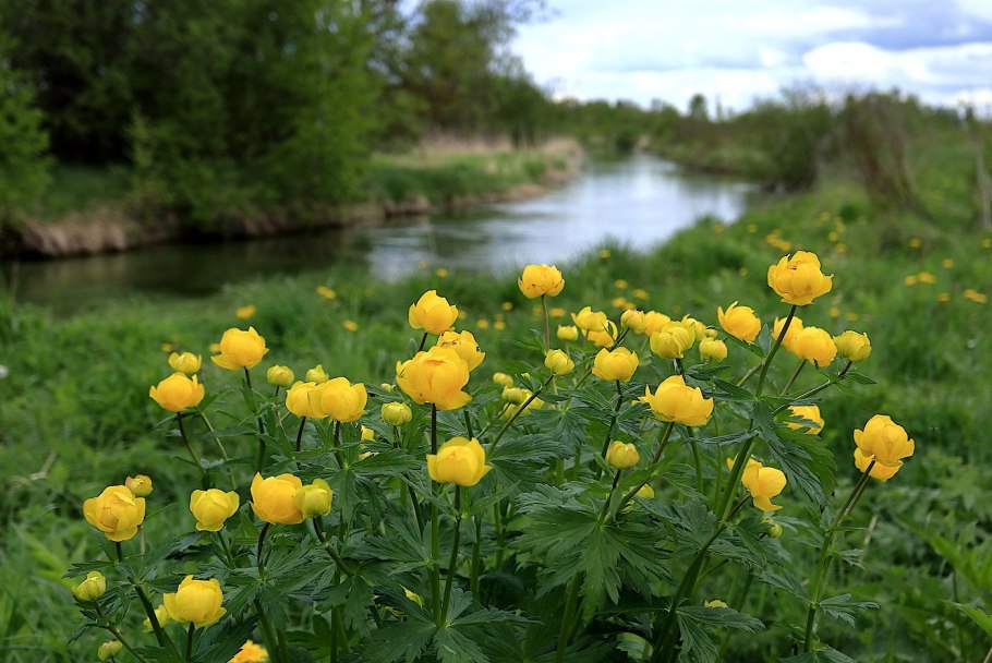 Купальница европейская (Trollius europaeus)