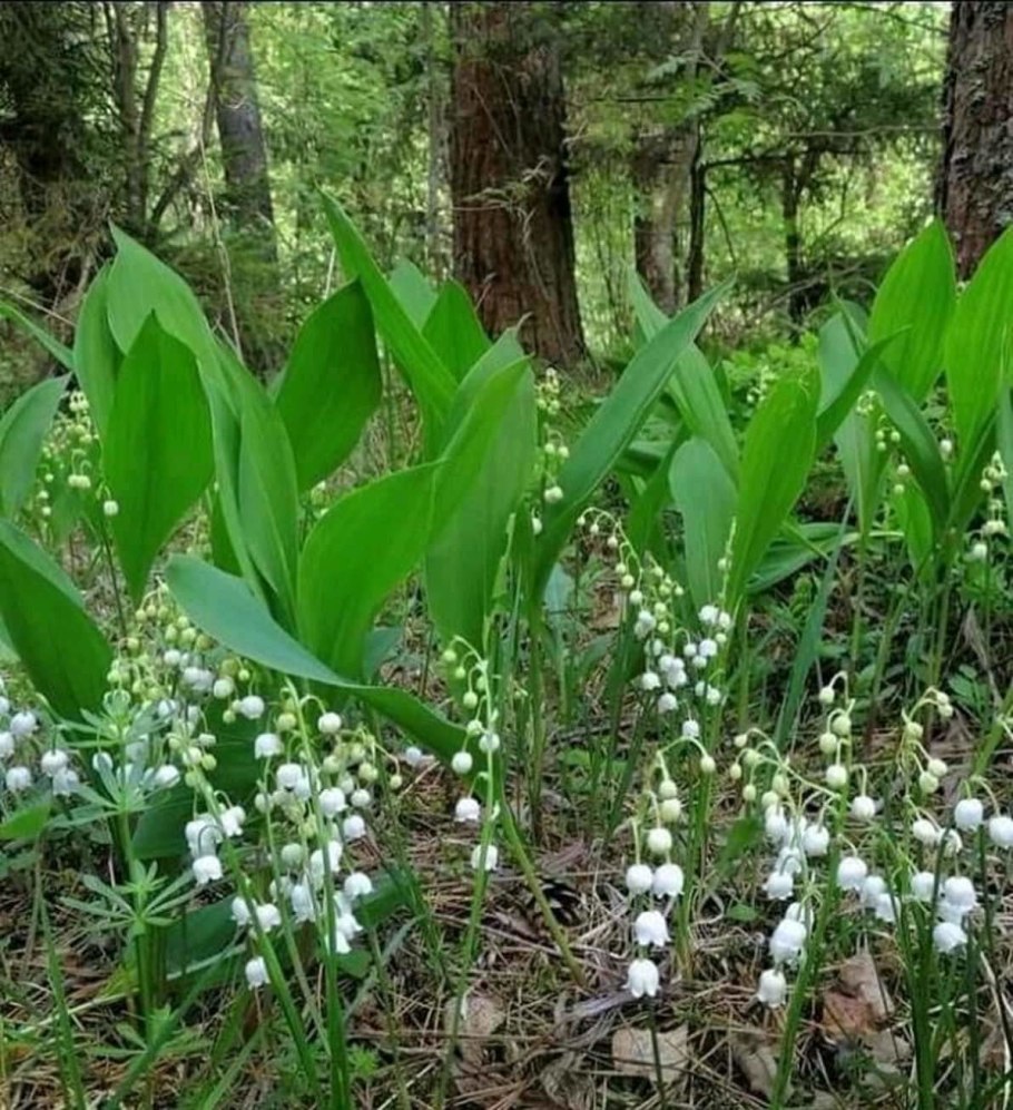 Ландыш Майский