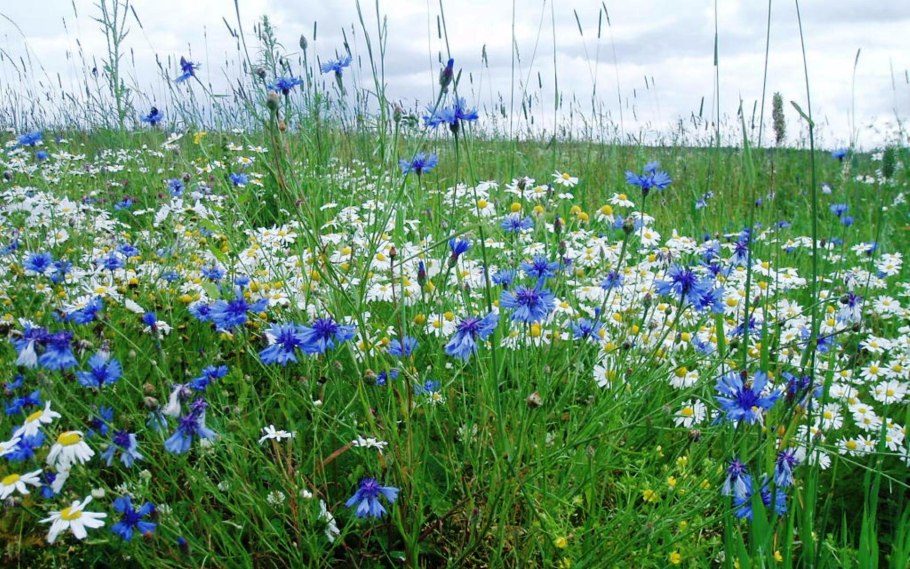 Ромашки и васильки в поле