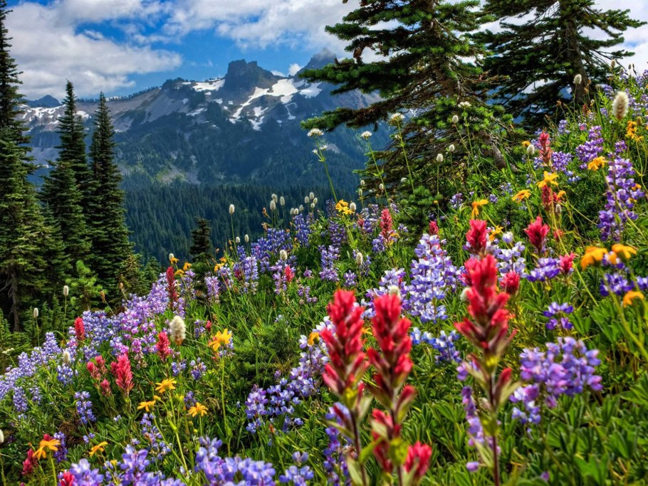 Канада Альпийские Луга