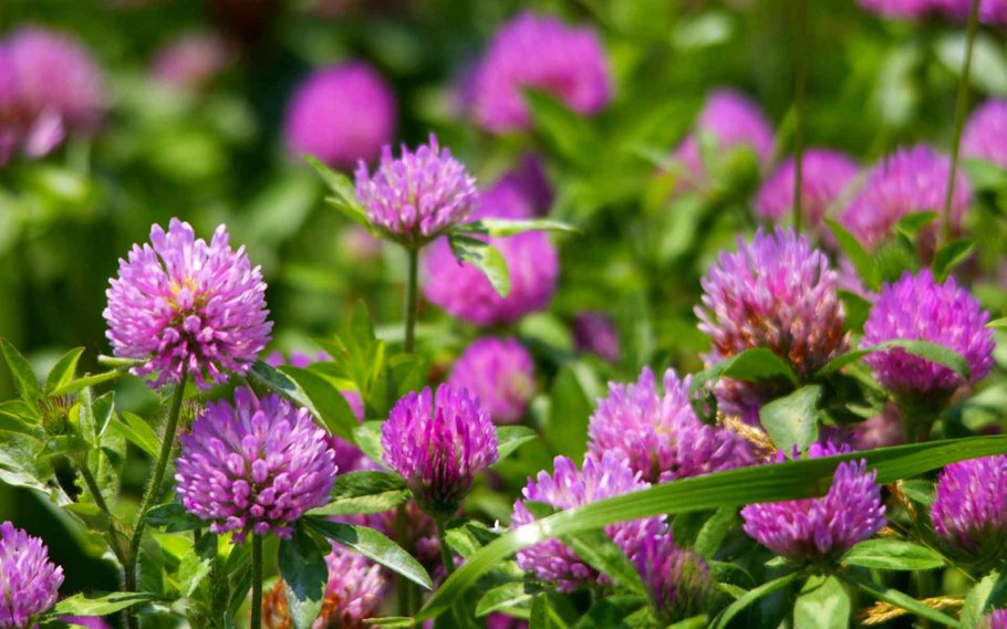 Кандык Сибирский