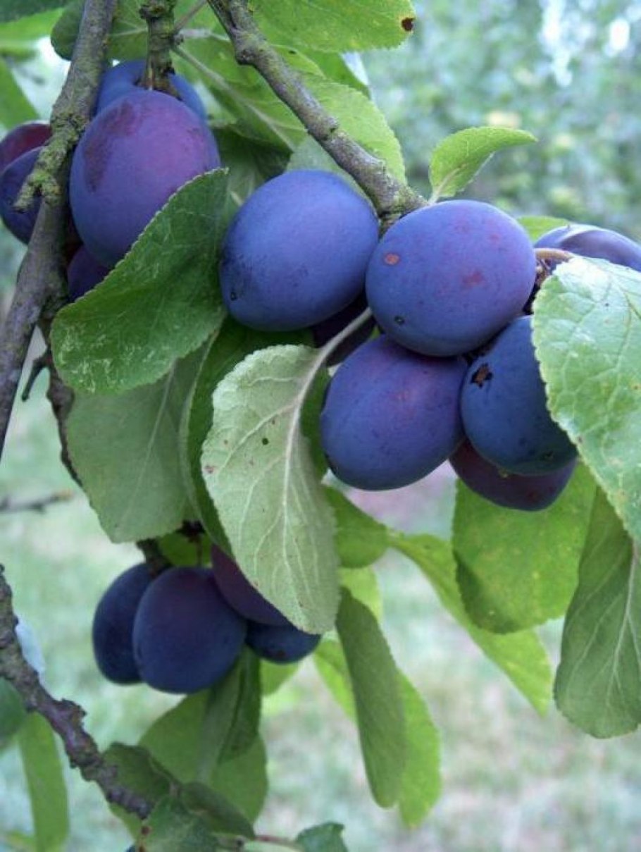 Слива Анна Шпет дерево