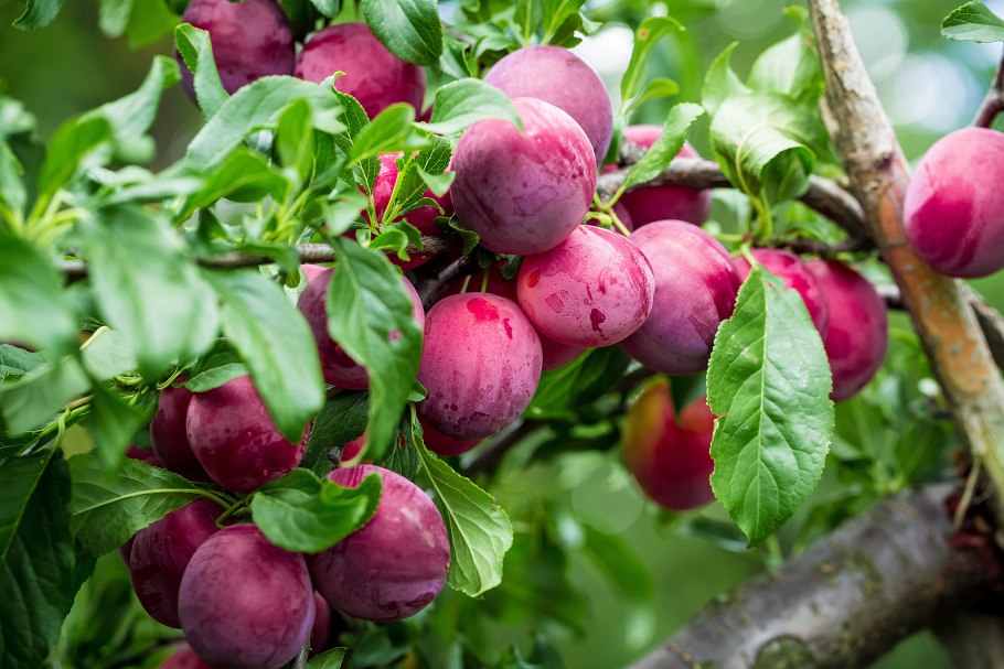 Слива Ренклод синий