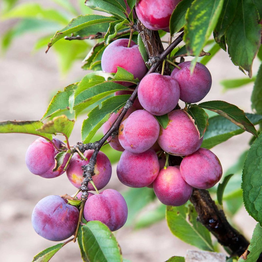 Слива Альдерман