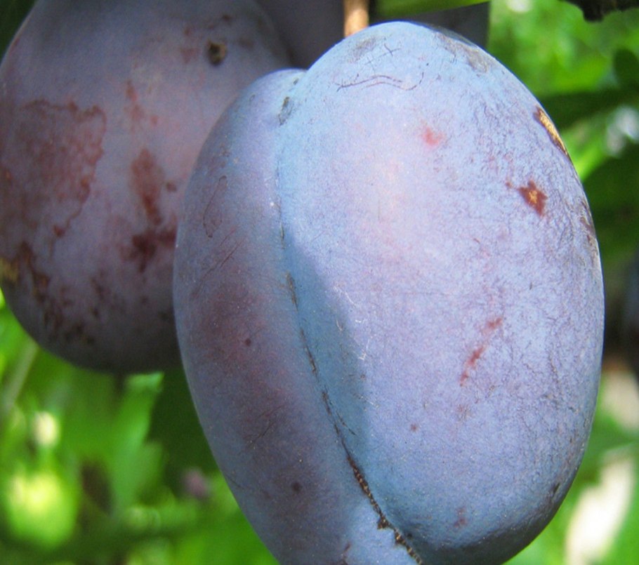 Слива венгерка Уральская