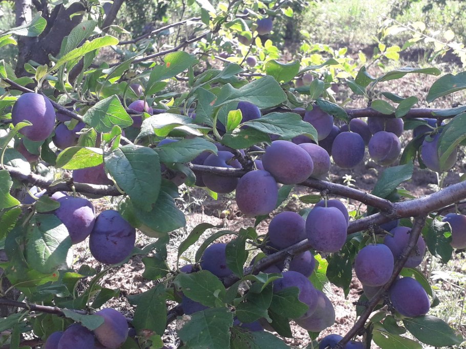 Слива Кабардинка