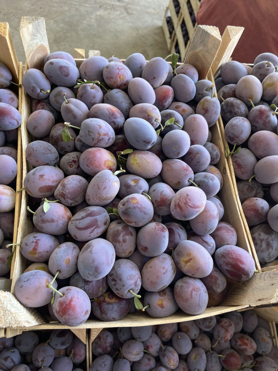 Слива Ренклод Тамбовский