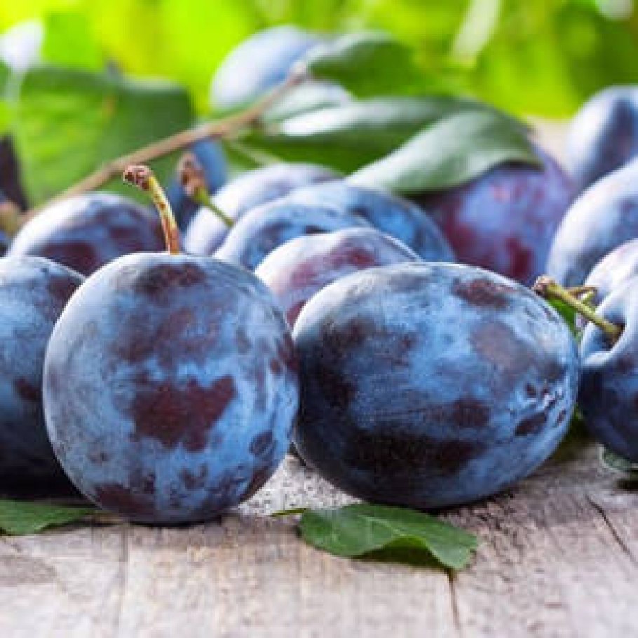 Слива Заречная ранняя