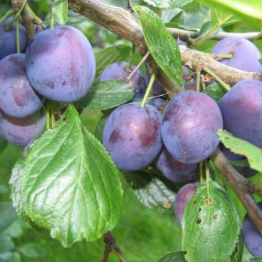 Алыча Блю Свит