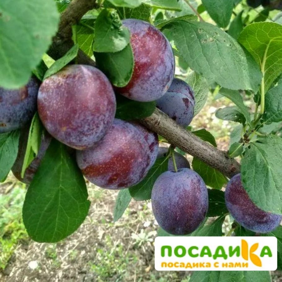 Слива венгерка Дубовская