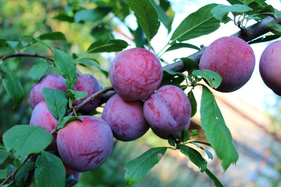 Сорт слива Кабардинская ранняя