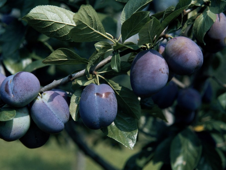 Сорт сливы Этюд