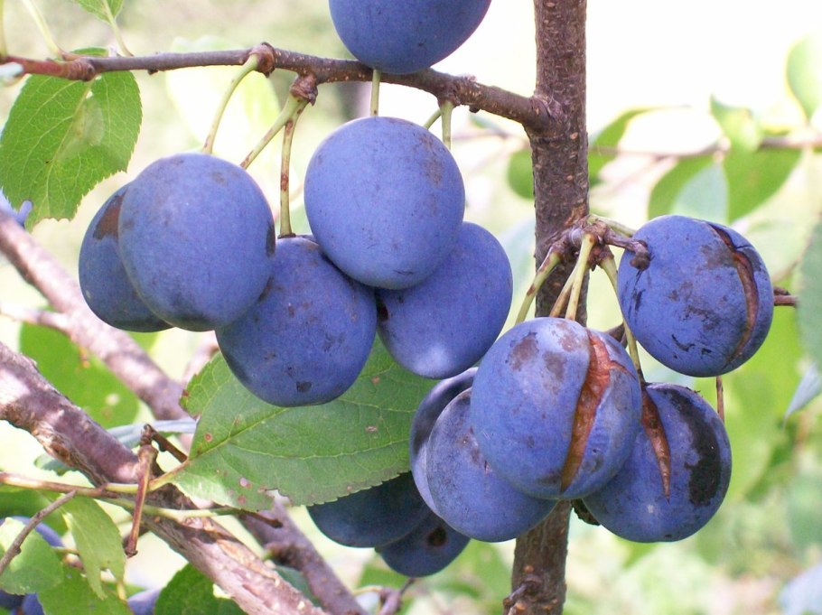 Слива Чачакская