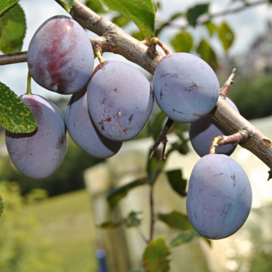 Слива Ренклод Мичуринский