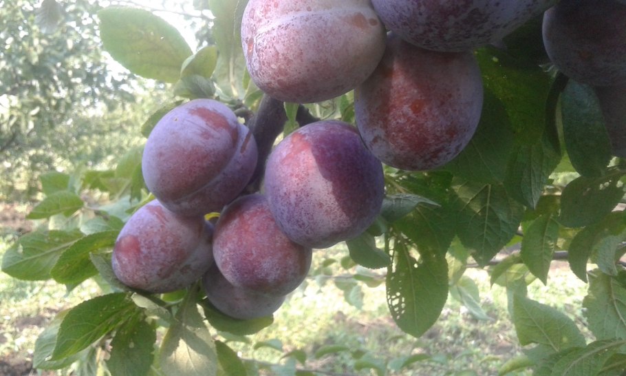 Слива Ренклод Мичуринский