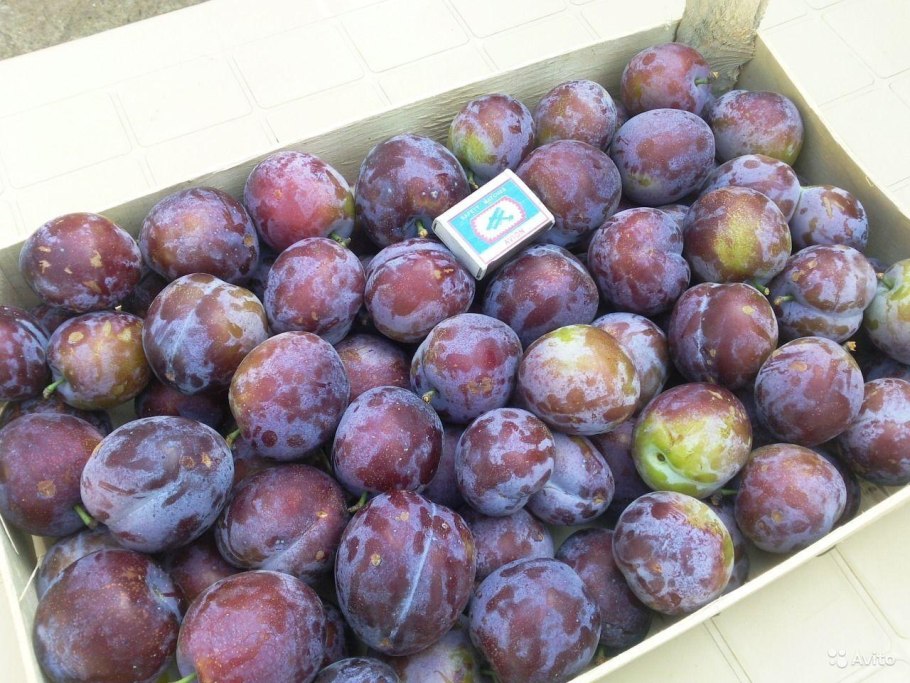 Слива Королева Виктория /алыча