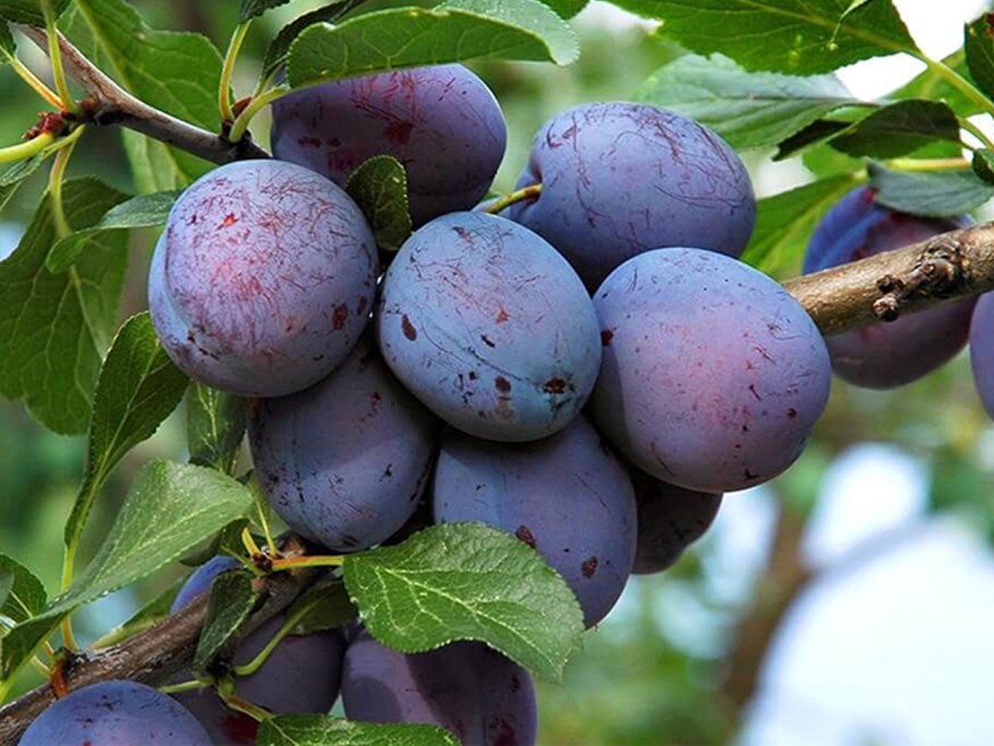 Слива венгерка Заречная