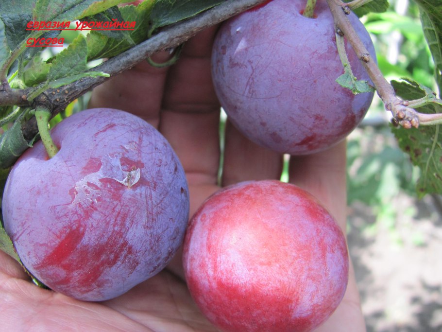 Слива Чачакская ранняя