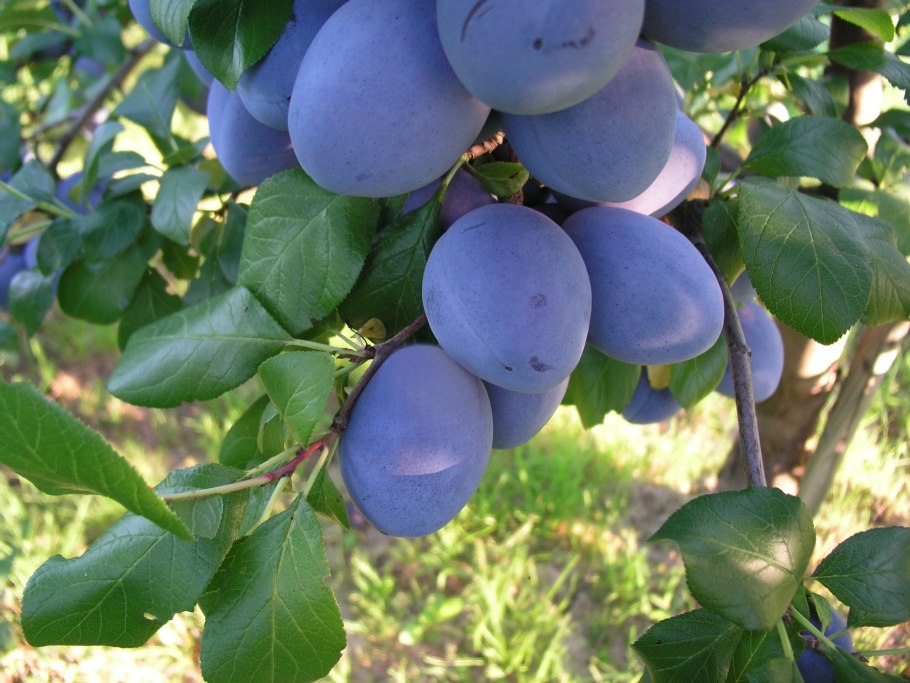 Слива сорт венгерка