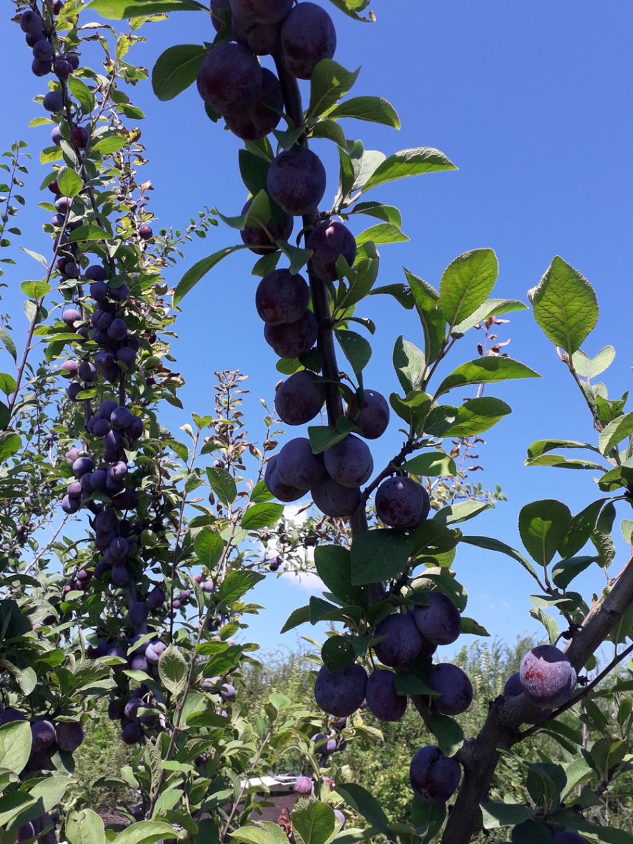 Сорт алычи Кубанская Комета