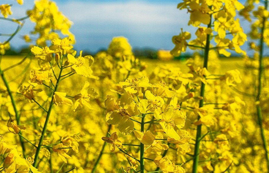 Рапс – Brassica napus.