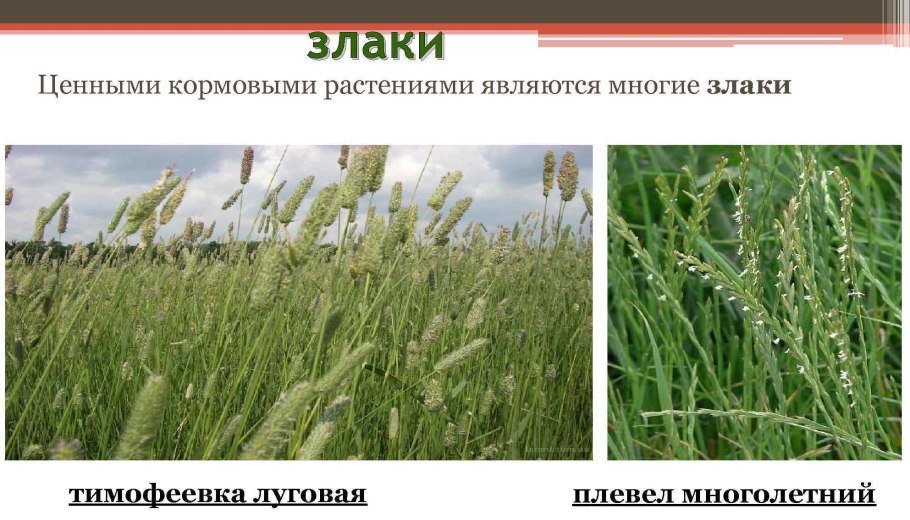 Тимофеевка узловатая