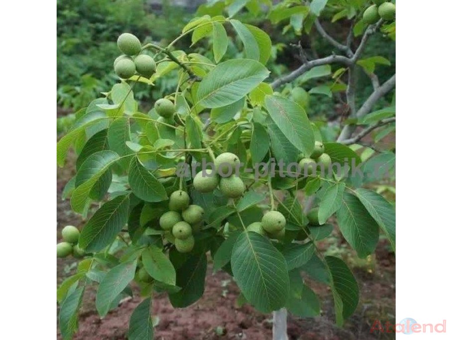 Грецкий орех сорт идеал дерево