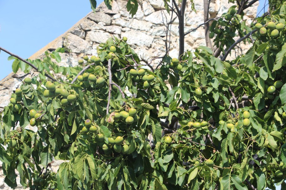 Продолговатый сорт грецкого ореха