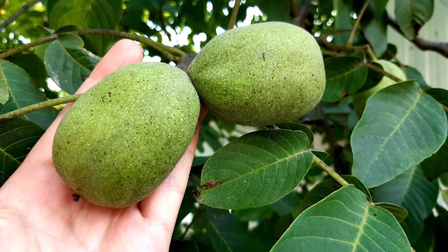 Грецкий орех сорт идеал дерево