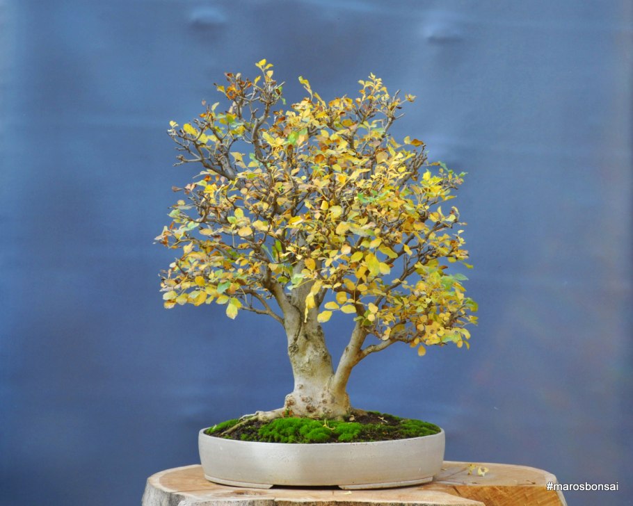 Ясень бонсай