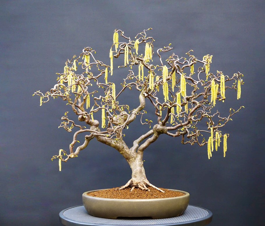 Фундук бонсай лещина