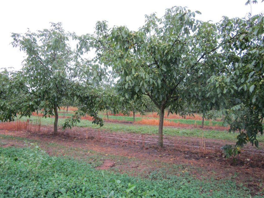 Интенсивный сад грецкого ореха