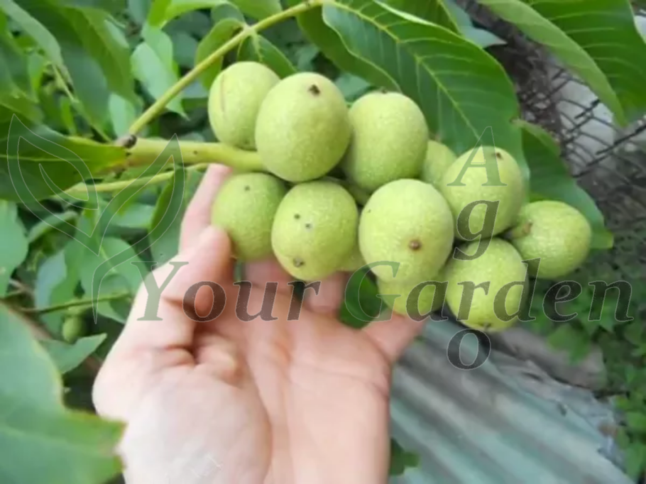 Сорт грецкого ореха идеал