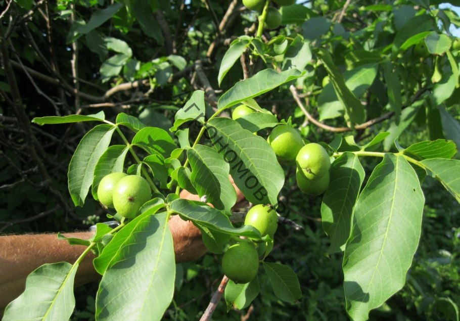 Грецкий орех «Садко»