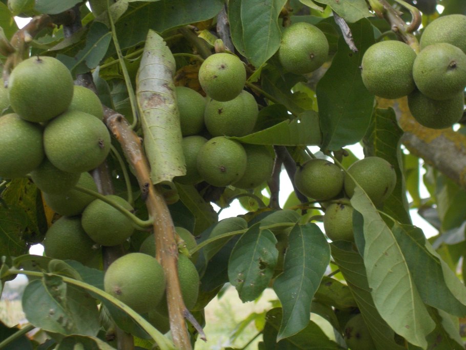 Грецкий орех сорт Кочерженко