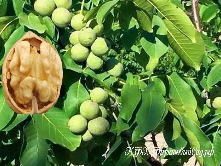 Орех грецкий суперкарлик