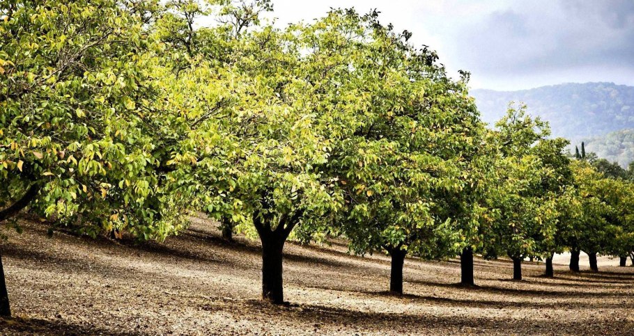 Орешник дерево грецкий орех