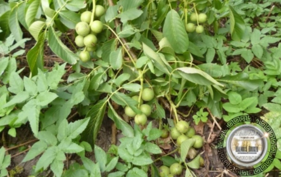 Грецкий орех сорт Иван багряный