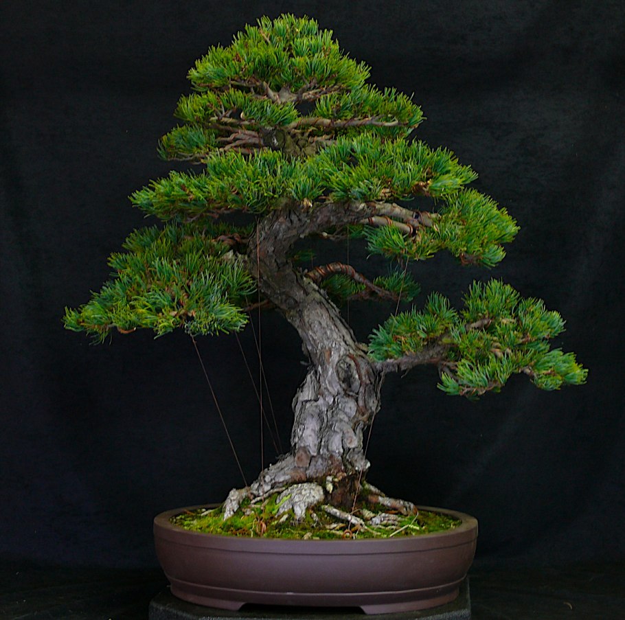 Пхутолака Диока бонсай