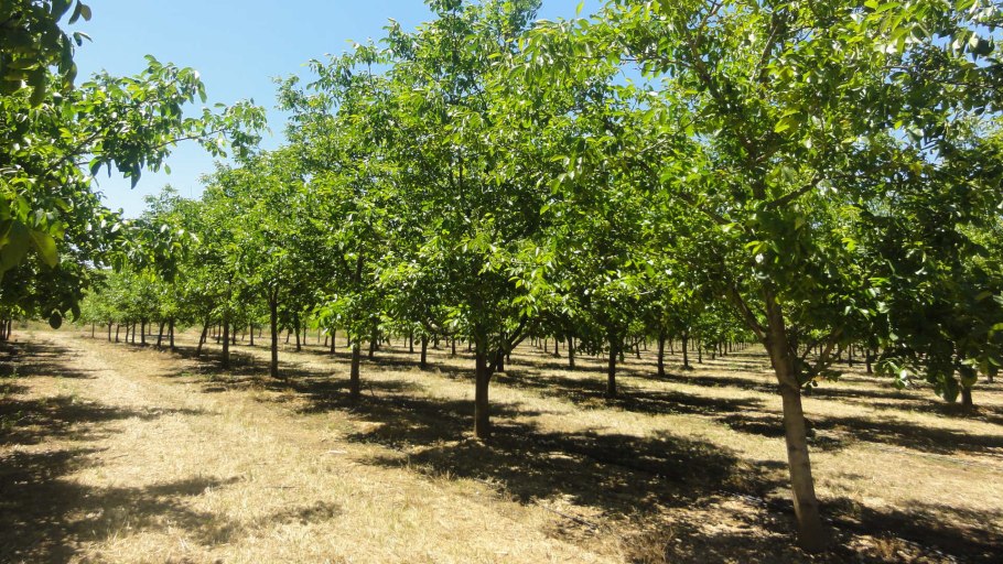 Орешник грецкий дерево