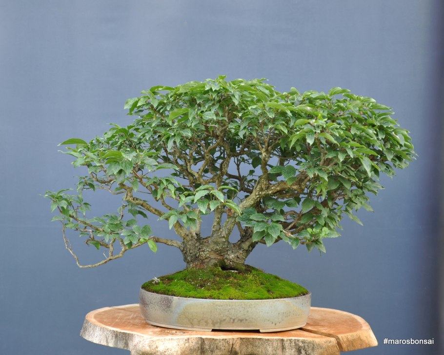Бонсай каштан