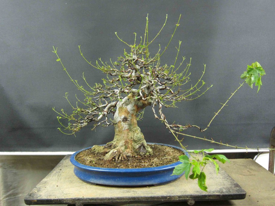 Орешник лещина бонсай