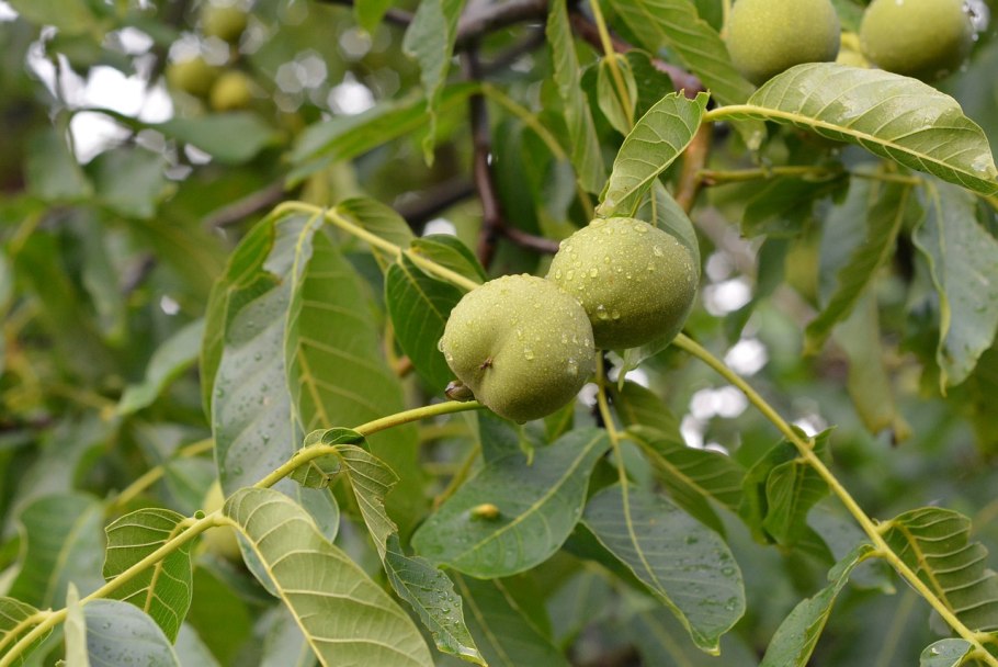 Орех грецкий Фрутомир