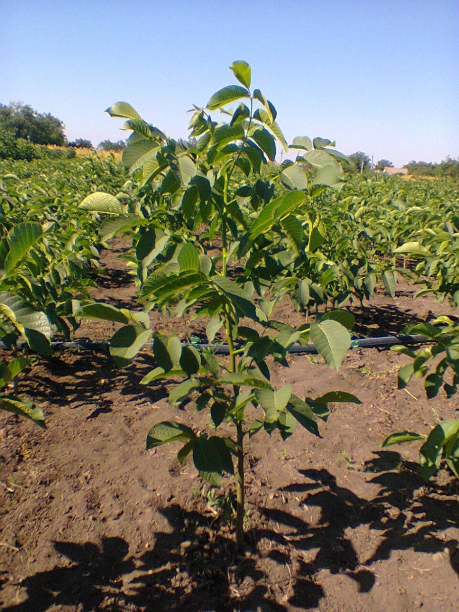 Грецкий орех саженцы в питомнике