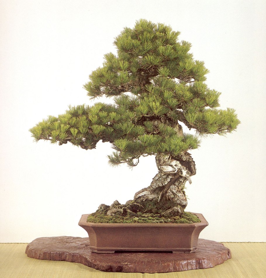 Бонсай орешник